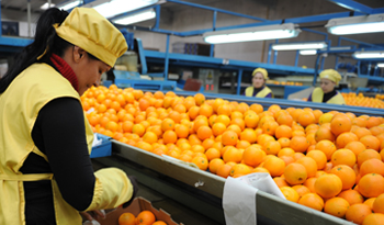 Trabajadora en clasificación de naranjas