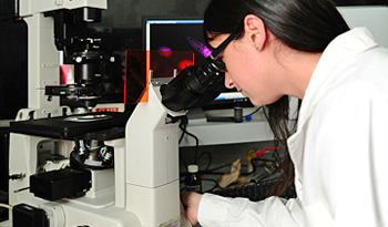 Observación en microscopio Observación en microscopio