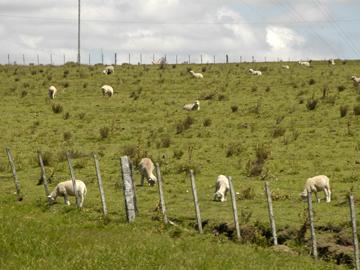 Campo con animales