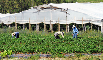 Familia trabajando en emprendimiento productivo