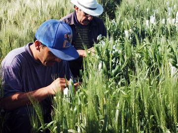 Agricultor