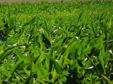 Plantaciones de maíz