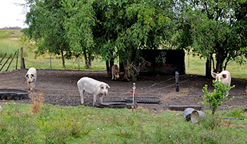 Exoneración de IVA a la carne porcina