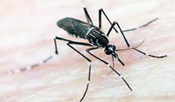 Mosquito Aedes aegypti