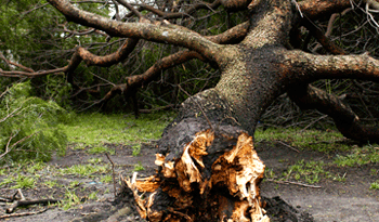 Árbol caído tras temporal del martes 20 de octubre en Durazno