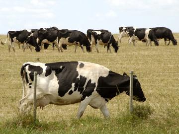 Vaca