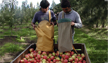 Trabajadores en cosecha de manzanas Trabajadores en cosecha de manzanas