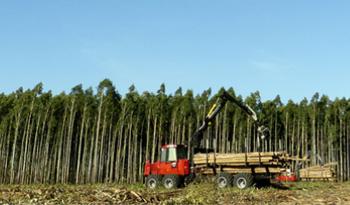 Máquina trabaja en plantación de árboles