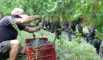 Cosecha de uva
