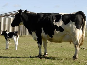 vaca lechera con su ternero