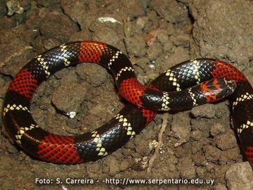 Serpiente sobre la tierra
