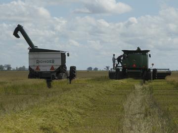 Máquinas cosechando arroz