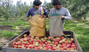 Productores frutícolas
