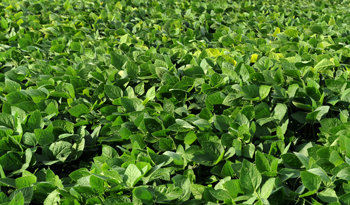 La soja, la reina de las cosechas en Uruguay