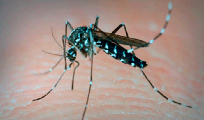 Mosquito Aedes aegypti