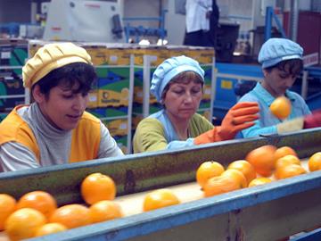 Mujeres trabajando en envasado de naranja