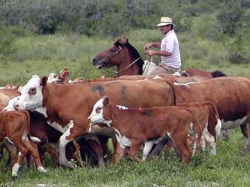 ganado