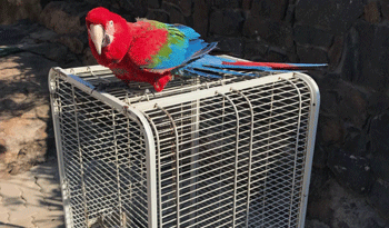 Amazona aestiva o loro hablador Amazona aestiva o loro hablador