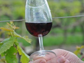Copa de vino