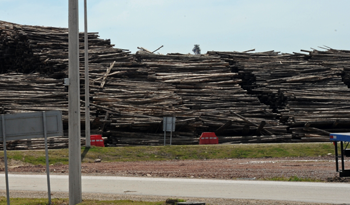 Troncos cortados para procesar