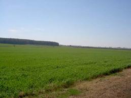 Campo