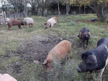 Producción de cerdos en departamento de Flores