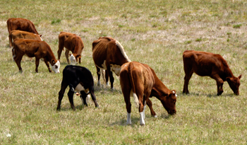 Producción de ganado