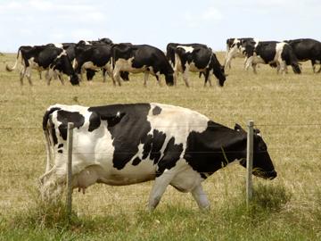 Vaca pastando en el campo