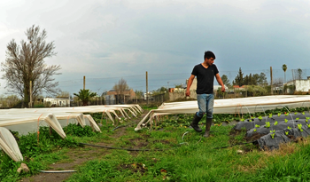Producción de frutillas en el barrio Artigas de Salto