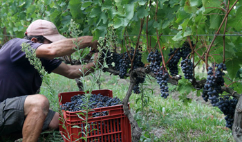 Trabajador en producción vitivinícola