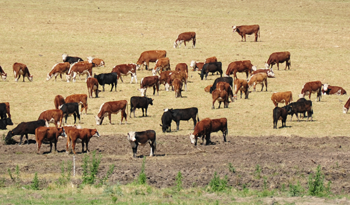 Producción agropecuaria