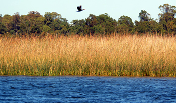 Humedales del río Santa Lucía