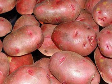 Papas