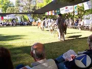 Gaucho