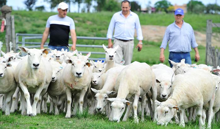 Productores con ovejas
