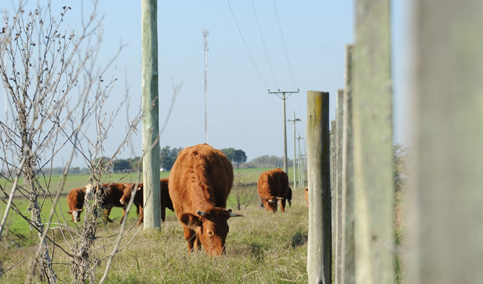 Vaca pastando