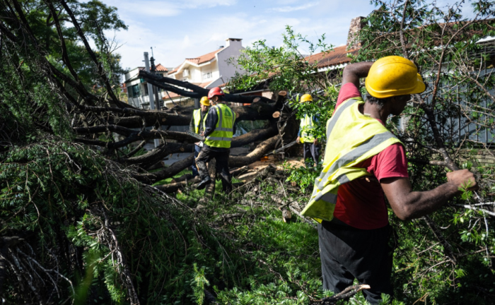 Tres trabajadores de una cuadrilla trabajan en el retiro de un árbol en la vía pública