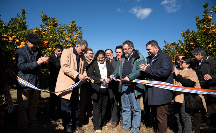 Presidente Orsi en inauguración de zafra citrícola: “Es una maravilla saber que estas cosas se generan en Uruguay” Presidente Yamandú Orsi corta la cinta de inauguración, rodeado de personas entre las que se encuentran el ministro interino de Ganadería, Matías Carámbula, y el intendente de Paysandú, Nicolás Olivera. A su alrededor, árboles de mandarinas
