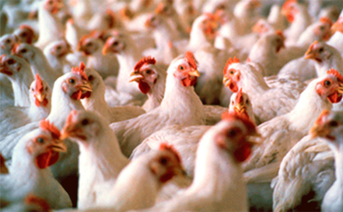 Gallinas en un corral