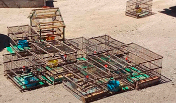 Aves en cautiverio