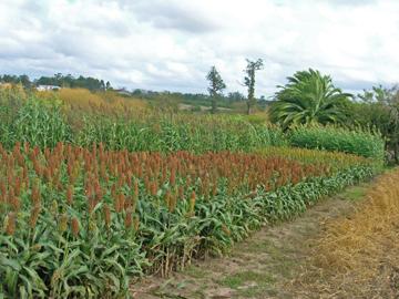 Sorgo