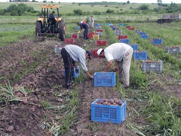 Personas rurales trabajando