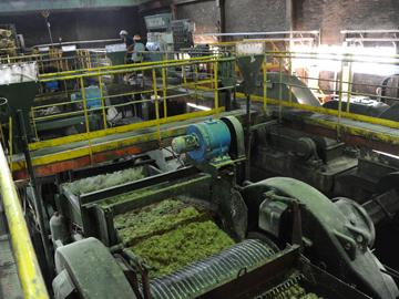 Molino de caña de azúcar y sorgo dulce moliendo.