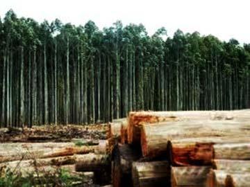 Bosque con rolos