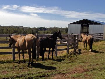 Caballos