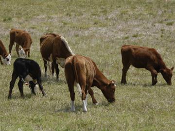 Animales pastando Animales pastando