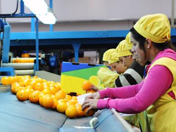 Empleadas trabajando con citrus Empleadas trabajando con citrus