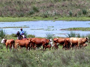 Campo