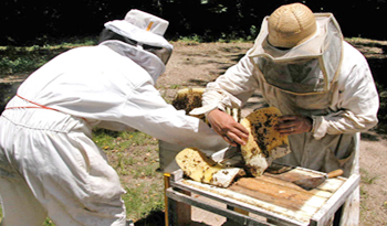 Productores apícolas