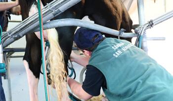Extracción de leche mediante ordeñadora eléctrica